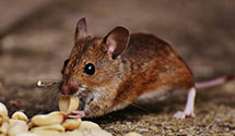 24 Hour & Emergency Exterminators in Hanover, MA